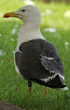 juvenile LBBG in October, ringed in Norway. (131273 bytes)